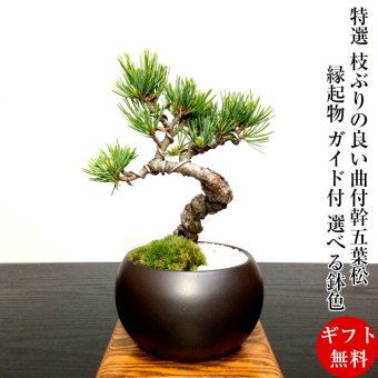 盆栽 松 樹齢7年 特選 五葉松 小品盆栽 育て方ガイド付 送料無料 無料ラッピング 趣味 曲付き太幹 高松五葉松 縁起の良い松 新しい趣味 植物 盆栽 松 室内 初心者 おしゃれ 盆栽 ミニ観葉 誕生日 敬老の日 父の日 プレゼント フラワーギフト 送料無料