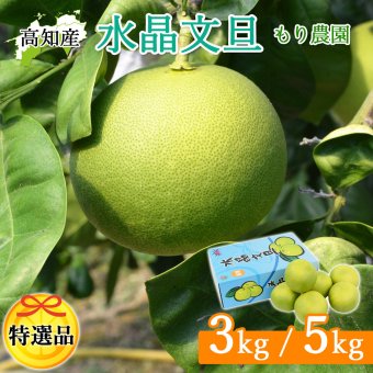 水晶文旦 特選品 3kg 5kg 大玉 家庭用 贈答用 高知県 土佐市産 生産者直送 Aランク 高知産 ハウス栽培 温室栽培 秋文旦 早生ぶんたん 秋の味覚 高級ギフト 化粧箱入り 産地直送 高級フルーツ 柑橘 果物 【送料無料】