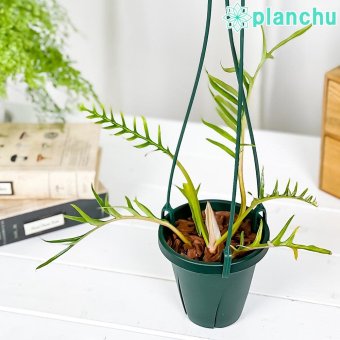 PLANCHU 観葉植物 フィロデンドロン トータム 4号吊り鉢 育て方説明書付き Philodendron tortum アロイド