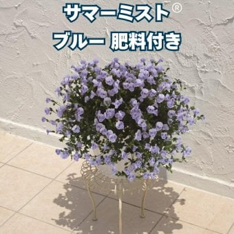 サマーミスト 苗 ブルー 1株 3号ポット サントリーフラワーズ｜ユーフォルビア｜涼しげな青い小花が咲く夏の花苗｜寄せ植え・鉢植え・花壇におすすめ｜肥料付き ハンギング プランター