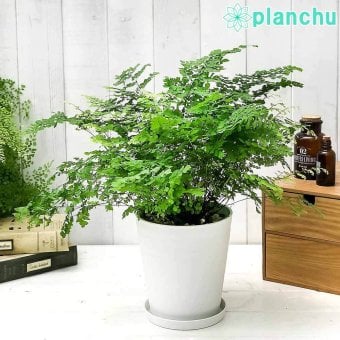 PLANCHU 観葉植物 アジアンタム フリッツルーシー 5号鉢 受け皿付き 育て方説明書付き Adiantum raddianum ‘Fritz Luthi’ シダ植物