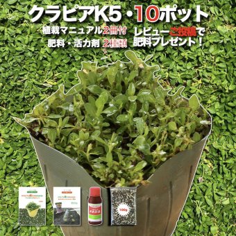 クラピア K5 薄桃品種 10株 すくすくセット 植栽マニュアル付き 苗10ポット 肥料活力剤2種付き イワダレソウ改良種 グランドカバー 植物 プランツ 薄ピンクの花 庭 屋上 緑化 K7と同程度の耐寒性 多年草 地被植物 ほふく性 下草 背が低い 宿根草