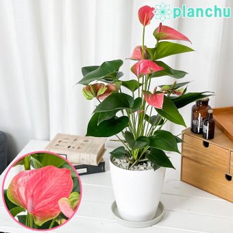 PLANCHU 観葉植物 アンスリウム スイートドリーム 6号鉢 受け皿付き 育て方説明書付き Anthurium andraeanum ‘Sweet Dream’ アンスリューム アロイド 鉢花 ピンク系