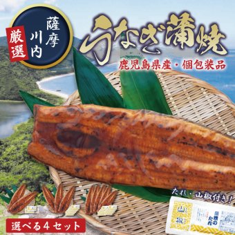 特大鹿児島産鰻 1尾 2尾 3尾 5尾　産地直送