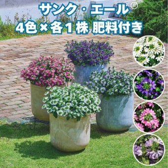 サンク・エール 苗 4色セット（ホワイト・ディープブルー・ピンク・ブルーグラデーション）3号ポット サントリーフラワーズ ｜スカエボラ｜花がら摘み不要｜暑さに強い夏の花苗｜肥料付き ガーデニング 鉢植え ハンギング プランター