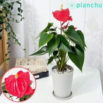PLANCHU 観葉植物 アンスリウム エスド 4号鉢 受け皿付き 育て方説明書付き Anthurium ‘Esudo’ アンスリューム アロイド 鉢花 レッド系