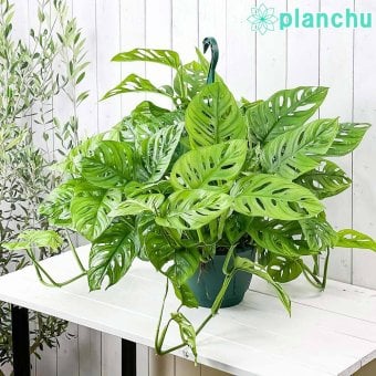 PLANCHU 観葉植物 マドカズラ モンステラ フリードリヒスターリー 7号吊り鉢 育て方説明書付き Monstera friedrichsthalii アロイド