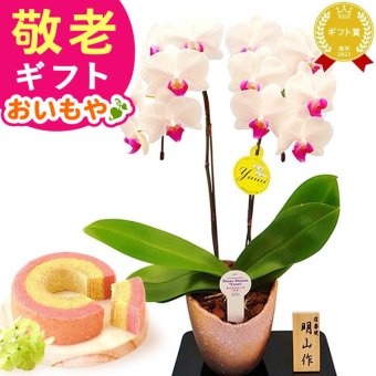 【まだ間に合う】 敬老の日 すぐ贈れるギフト 即日発送 ギフト プレゼント 花 生花 鉢植え 鉢花 胡蝶蘭 コチョウラン 蘭 バウムクーヘン ギフトセット スイーツ お菓子 洋菓子 花とお菓子 60代 70代 80代 90代 おじいちゃん おばあちゃん 孫 孫から 送料無料 おいもや