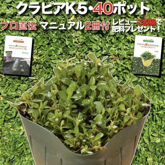 【肥料プレゼント中】 クラピア K5 薄桃品種 9cmポット苗  40鉢セット 植栽マニュアル付き イワダレソウ改良種 グランドカバー 植物 プランツ 薄ピンクの花 庭 屋上 緑化 K7と同程度の耐寒性 多年草 地被植物 ほふく性 下草 背が低い 宿根草 diy ガーデニング