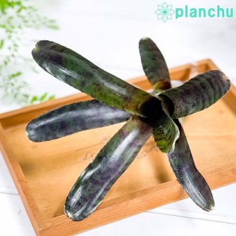 PLANCHU 観葉植物 ネオレゲリア ホットエンバー 1株 育て方説明書付き Neoregelia ‘Hot Ember’ ブロメリア タンクブロメリア テラリウム ビバリウム
