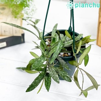 PLANCHU 観葉植物 ホヤ シギラティス 4号吊り鉢 育て方説明書付き Hoya sigillatis サクララン 桜蘭