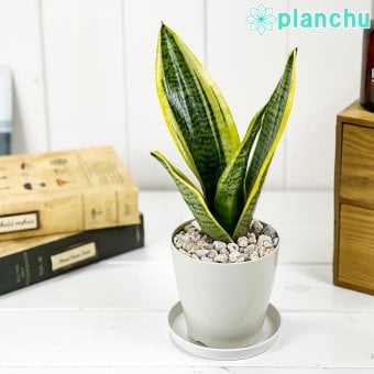 PLANCHU 多肉植物 サンセベリア スパーバ 3.5号鉢 受け皿付き 育て方説明書付き Sansevieria trifasciata ‘Superba’ サンスベリア ローレンチ