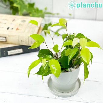 PLANCHU 観葉植物 フィカス ベンジャミン エスタ 3.5号鉢 受け皿付き 育て方説明書付き Ficus benjamina ‘Esta’ 幸運を呼ぶ木 ゴムノキ