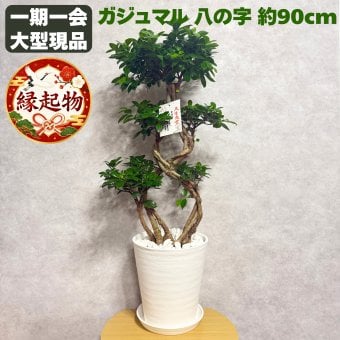 ガジュマル 観葉植物 八の字 8号鉢苗 大型 盆栽 末広がりの8の字 室内 珍しい 希少種 多幸の木 幸福をもたらす精霊が住むガジュマルの木 おしゃれなインテリア 結婚祝い 新築祝い 開店祝い 開業祝い 誕生日 母の日 父の日 記念日 プレゼントギフト 肥料別売り 敬老の日