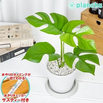 PLANCHU 観葉植物 ヒメモンステラ 4号樹脂鉢 ミディホワイト サスティー付き 受け皿付き 育て方説明書付き Rhaphidophora tetrasperma ラフィドフォラ モンステラ アロイド