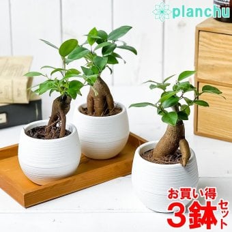 観葉植物 ガジュマル 3号丸鉢 3鉢セット 受け皿付き 育て方説明書付き Ficus microcarpa フィカス ミクロカルパ
