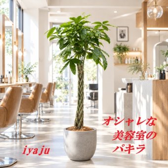 パキラ　１０号　オシャレな観葉植物　トロピカル　南国　ギフト