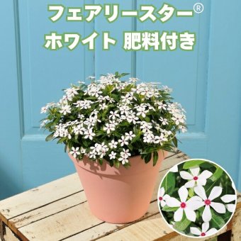 フェアリースター 苗 ホワイト 1株 3号ポット サントリーフラワーズ ｜トレニア｜星形小花が咲き続ける夏の花苗｜鉢植え・花壇におすすめ｜肥料付き ハンギング プランター
