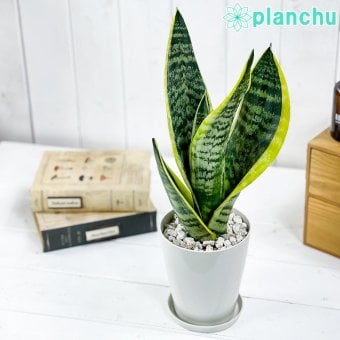 PLANCHU 多肉植物 サンセベリア スパーバ 4号鉢 受け皿付き 育て方説明書付き Sansevieria trifasciata ‘Superba’ サンスベリア ローレンチ