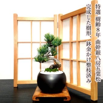 盆栽 松 樹齢8年 特選 五葉松 小品盆栽 育て方ガイド付 送料無料 無料ラッピング 趣味 曲付き太幹 高松五葉松 縁起の良い松 新しい趣味 植物 盆栽 松 室内 初心者 おしゃれ 盆栽 ミニ観葉 誕生日 敬老の日 父の日 プレゼント フラワーギフト 送料無料