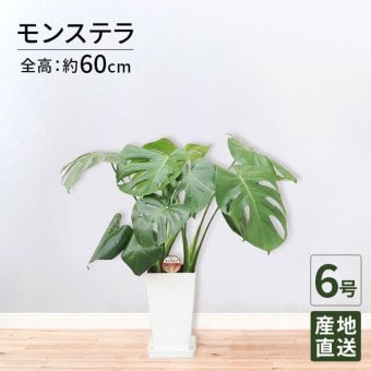 モンステラ 6号 角プラ 高さ約60cm 観葉植物