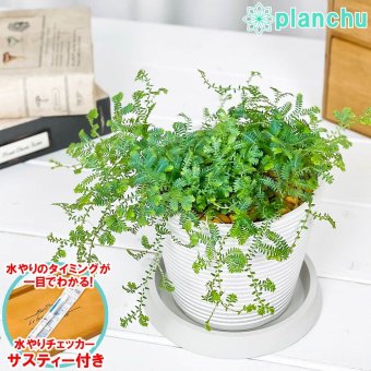 PLANCHU 観葉植物 セラギネラ レインボーファン 4号樹脂鉢 ミディホワイト サスティー付き 受け皿付き 育て方説明書付き Selaginella uncinata コンテリクラマゴケ シダ植物