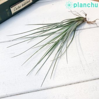 PLANCHU エアプランツ ティランジア カエトフィラ Mサイズ 1株 W8×H15cm前後 育て方説明書付き Tillandsia chaetophylla エアープランツ チランジア