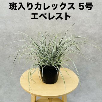 斑入り カレックス オシメンシス エベレスト 白緑 15cmポット苗 株 下草 常緑 多年草 グランドカバー カラーリーフ 庭 寄せ植えに 花壇 鉢植え 高耐寒性