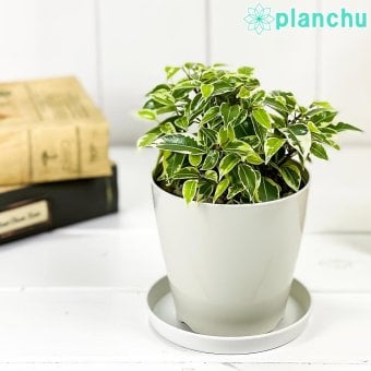 PLANCHU 観葉植物 フィカス ベンジャミン ラブリー 3.5号鉢 受け皿付き 育て方説明書付き Ficus benjamina ‘Lovely’ 幸運を呼ぶ木 ゴムノキ
