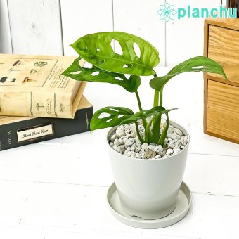 PLANCHU 観葉植物 マドカズラ モンステラ フリードリヒスターリー 3.5号鉢 受け皿付き 育て方説明書付き Monstera friedrichsthalii アロイド