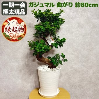 現品 ガジュマル 観葉植物 曲がり 8号鉢苗 大型 盆栽 登り樹 昇り竜 室内 珍しい 希少種 多幸の木 幸福をもたらす精霊が住むガジュマルの木 おしゃれなインテリア 結婚祝い 新築祝い 開店祝い 開業祝い 誕生日 母の日 父の日 記念日 プレゼントギフト 肥料別売り 敬老の日