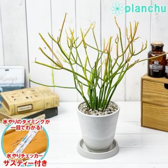 PLANCHU 多肉植物 ユーフォルビア ファイヤースティック 4号樹脂鉢 ホワイト サスティー付き 受け皿付き 育て方説明書付き 多肉植物