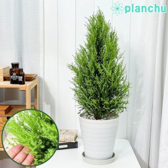 PLANCHU コニファー ゴールドクレスト ウィルマ 7号鉢 受け皿付き 育て方説明書付き Cupressus macrocarpa ‘Wilma’ 庭木 クリスマスツリー