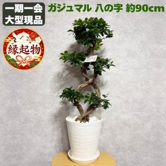 ガジュマル 観葉植物 八の字 8号鉢苗 大型 盆栽 末広がりの8の字 室内 珍しい 希少種 多幸の木 幸福をもたらす精霊が住むガジュマルの木 おしゃれなインテリア 結婚祝い 新築祝い 開店祝い 開業祝い 誕生日 母の日 父の日 記念日 プレゼントギフト 肥料別売り 敬老の日