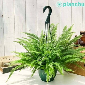 PLANCHU 観葉植物 ネフロレピス モンタナ 5号吊り鉢 育て方説明書付き Nephrolepis exaltata ‘Montana’ ボストンファーン ボストンファン シダ植物