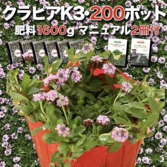 【肥料プレゼント中】 クラピア K3 ピンク品種  9cmポット苗  200株 有機入り一発果菜肥料1600gと植栽マニュアル付き  ピンク色 桃色 イワダレソウ改良種 グランドカバー プランツ 植物 ピンクの花 庭 屋上 緑化 耐寒性 多年草 地被植物 ほふく性 下草 背が低い 宿根草