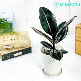 PLANCHU 観葉植物 フィカス バーガンディ 4号鉢 受け皿付き 育て方説明書付き Ficus elastica ‘Burgundy’ インドゴムノキ