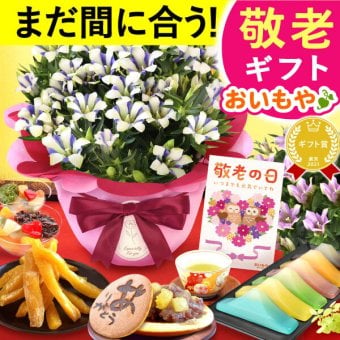 【まだ間に合う】 敬老の日 すぐ贈れるギフト 即日発送 鉢植え プレゼント ギフト 花 りんどう 竜胆 リンドウ 生花 花鉢 花とスーツ 孫 ありがとう どら焼き バウムクーヘン 干し芋 芋けんぴ かりんとう カステラ ようかん あんみつ 秋 送料無料 スイーツ お菓子 和菓子 洋菓子 メッセージカード おいもや