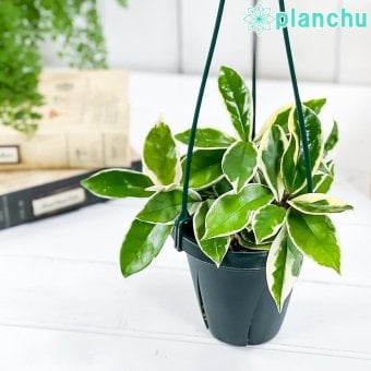 PLANCHU 観葉植物 ホヤ カルノーサ バリエガータ 4号吊り鉢 育て方説明書付き Hoya carnosa ‘Variegata’ サクララン 桜蘭