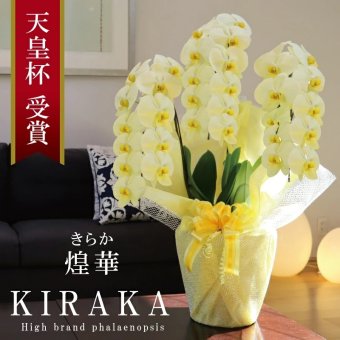 希少 純国産 胡蝶蘭 花持ち長い 大輪 3本立ち 33輪～ 23,800円【煌華(きらか)】 黄色 画像配信あり 産地直送 お祝い 母の日ギフト 縁起良い 商売繁盛 長寿祝 開店祝 開業祝 移転祝 就任祝 昇進祝 当選祝 当日発送 日本橋 銀座 王立園芸協会登録商品
