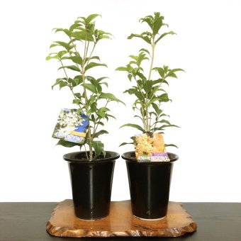 金木犀 銀木犀 樹齢5年 黒吹きエビネ鉢植え 送料無料 育て方ガイド付 日時指定可 大人気ギフト 癒し 植物 花が咲く 出産祝い 風水開運 盆栽 室内 初心者 引越し祝い 癒し 植物 父親 誕生日 プレゼント