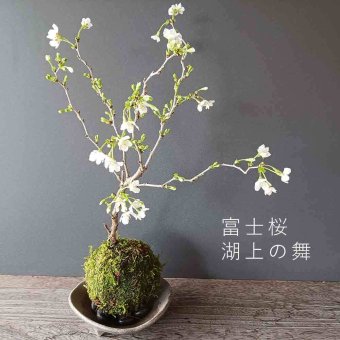 桜・・・そう聞くだけで心和む景色を貴方のもとへ【富士桜（湖上の舞）の苔玉・三つ足灰器セット】
