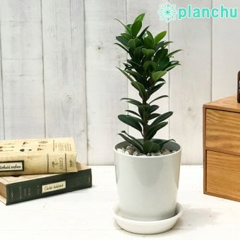 PLANCHU 観葉植物 フィカス ガジュマル ベビーリーフ 4号鉢 受け皿付き 育て方説明書付き Ficus ‘Baby Leaf’ 矮性ガジュマル 精霊の宿る木