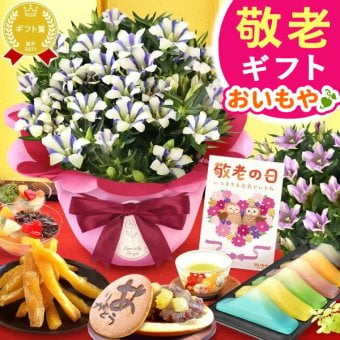 【まだ間に合う】 敬老の日 すぐ贈れるギフト 即日発送 ギフト プレゼント 花 生花 鉢植え 鉢花 りんどう 竜胆 どら焼き 干し芋 芋けんぴ ようかん あんみつ スイーツ お菓子 和菓子 花とお菓子 60代 70代 80代 90代 おじいちゃん おばあちゃん 孫 孫から 送料無料 おいもや