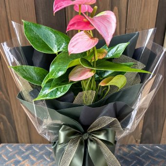 アンスリウム ピンク 6号 鉢植え 観葉植物 アンスリューム アンセリウム ラッピング 誕生日 結婚記念日 新築祝い 開店祝い 開業祝い ギフト還暦祝い 誕生日 新築祝い 開店祝い 観葉植物 癒し 開運 ラッピング