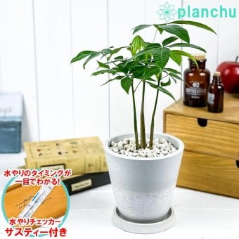 PLANCHU 観葉植物 パキラ ストレート 実生株 5号樹脂鉢 ホワイト サスティー付き 受け皿付き 育て方説明書付き Pachira glabra 発財樹