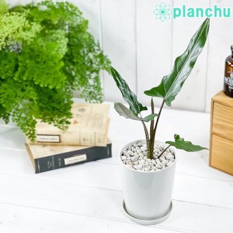 PLANCHU 観葉植物 アロカシア ラウテルバキアナ 4号鉢 受け皿付き 育て方説明書付き Alocasia lauterbachiana アロイド