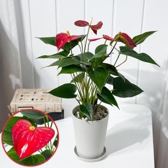 PLANCHU 観葉植物 アンスリウム バンビーノレッド 4号鉢 受け皿付き 育て方説明書付き Anthurium andraeanum ‘Bambino Red’ アンスリューム アロイド 鉢花 レッド系