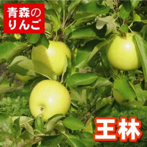 【11月中旬頃発送】一華ベジフル 青森 りんご 王林 (おうりん) 家庭用 10C箱(24～40個入)  一華ベジフル 青森 お土産 青森県産 果物 フルーツ 訳あり ランキング ギフト リンゴ 林檎 アップル 送料無料 お歳暮 2026