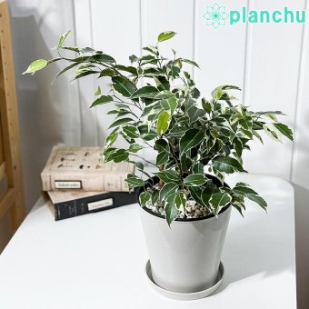 PLANCHU 観葉植物 フィカス ベンジャミン スターライト 5号鉢 受け皿付き 育て方説明書付き Ficus benjamina ‘Star Light’ 幸運を呼ぶ木 ゴムノキ
